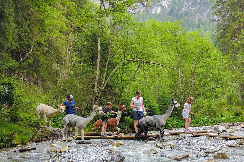 Escursione alpaca Gschnitz in Tirolo